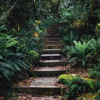 Phone jungle wallpaper