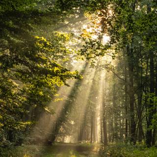 Phone jungle wallpaper