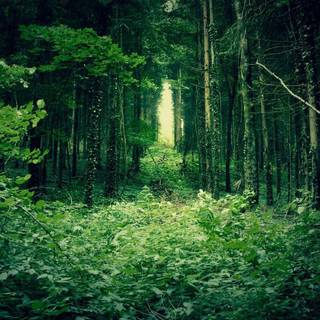 Phone jungle wallpaper