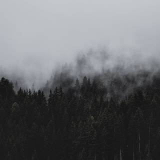 Mist iPhone wallpaper