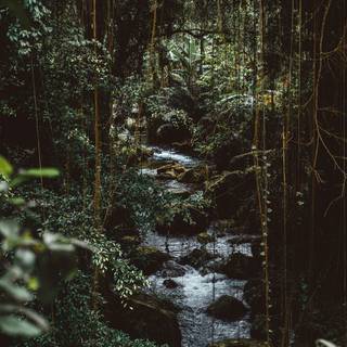 Phone jungle wallpaper