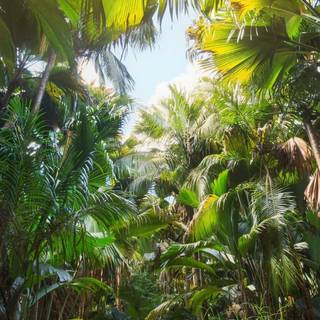 Phone jungle wallpaper