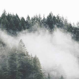 Mist iPhone wallpaper