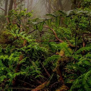 Phone jungle wallpaper