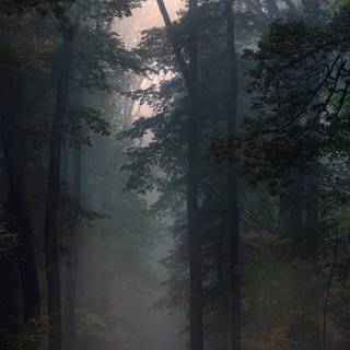 Phone jungle wallpaper