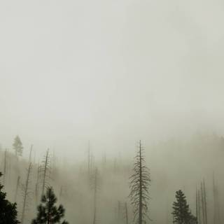 Mist iPhone wallpaper