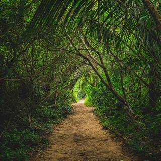 Phone jungle wallpaper