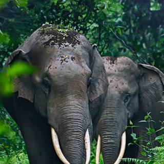 Phone jungle wallpaper