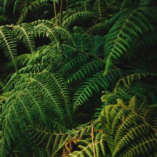 Phone jungle wallpaper