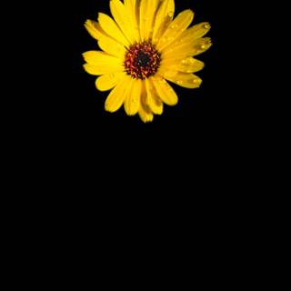 Amoled black phone wallpaper