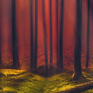 Phone jungle wallpaper