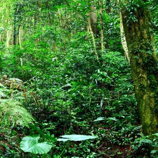 Phone jungle wallpaper