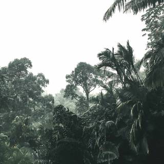 Phone jungle wallpaper