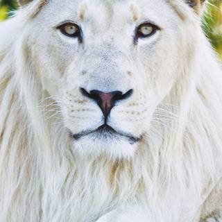 White lion phone wallpaper