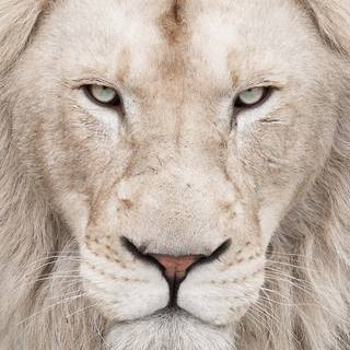 White lion phone wallpaper