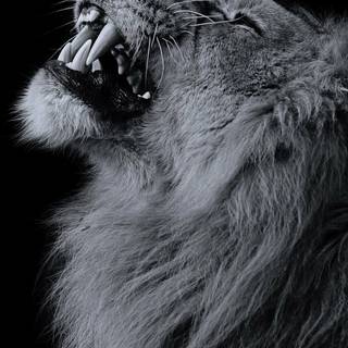White lion phone wallpaper