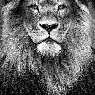 White lion phone wallpaper