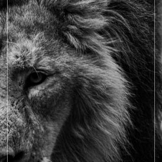 White lion phone wallpaper