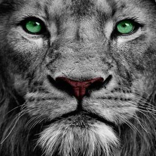 White lion phone wallpaper