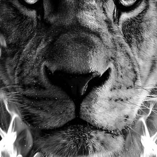 White lion phone wallpaper