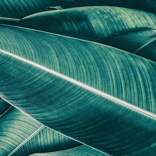 Blue green iPhone wallpaper