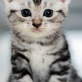 Cute kitten phone wallpaper