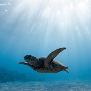 Sea life iPhone wallpaper