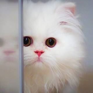 Cute kitten phone wallpaper