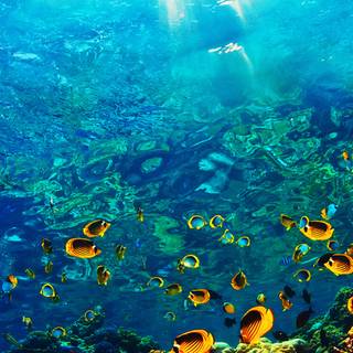 Sea life iPhone wallpaper