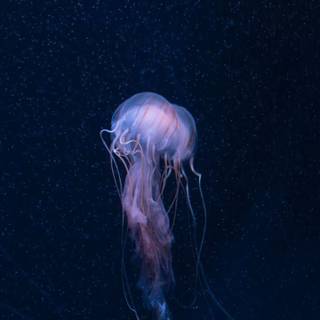 Sea life iPhone wallpaper