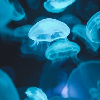 Sea life iPhone wallpaper