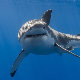 Sea life iPhone wallpaper