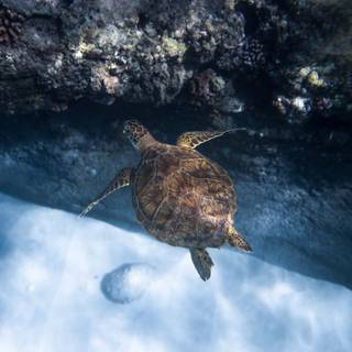 Sea life iPhone wallpaper