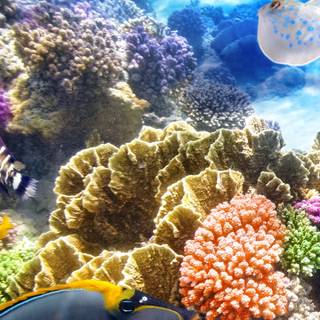 Sea life iPhone wallpaper