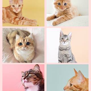Cute kitten phone wallpaper