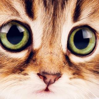 Cute kitten phone wallpaper