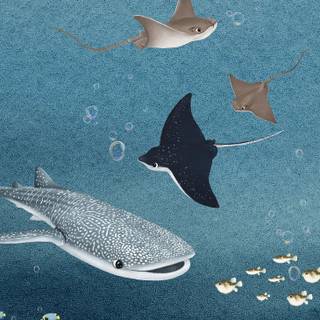 Sea life iPhone wallpaper