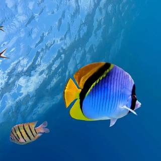 Sea life iPhone wallpaper