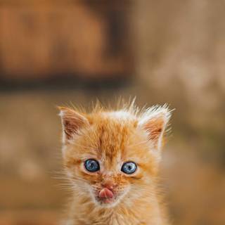 Cute kitten phone wallpaper