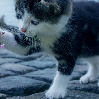 Cute kitten phone wallpaper