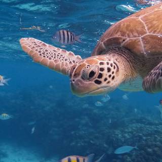 Sea life iPhone wallpaper