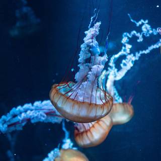 Sea life iPhone wallpaper