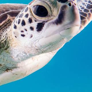 Sea life iPhone wallpaper