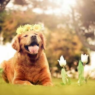 Vintage dog autumn wallpaper