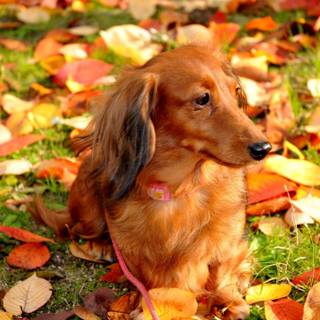 Vintage dog autumn wallpaper