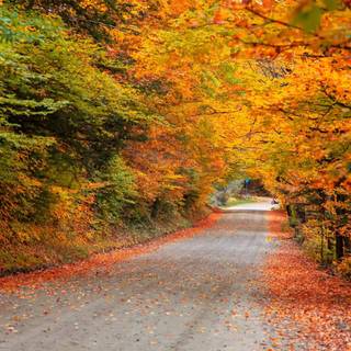 Autumn trips wallpaper