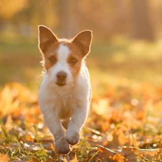 Vintage dog autumn wallpaper
