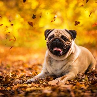 Vintage dog autumn wallpaper