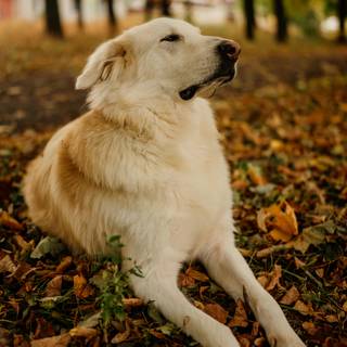 Vintage dog autumn wallpaper