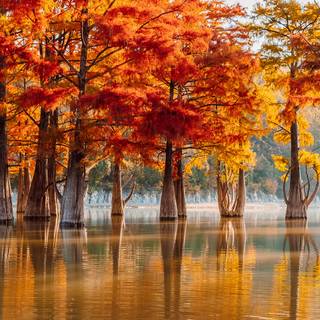 Autumn trips wallpaper